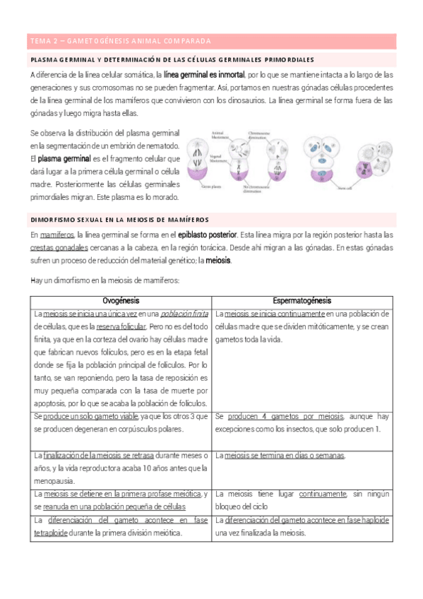 Miniatura del documento Tema-2-Biologia-del-desarrollo.pdf