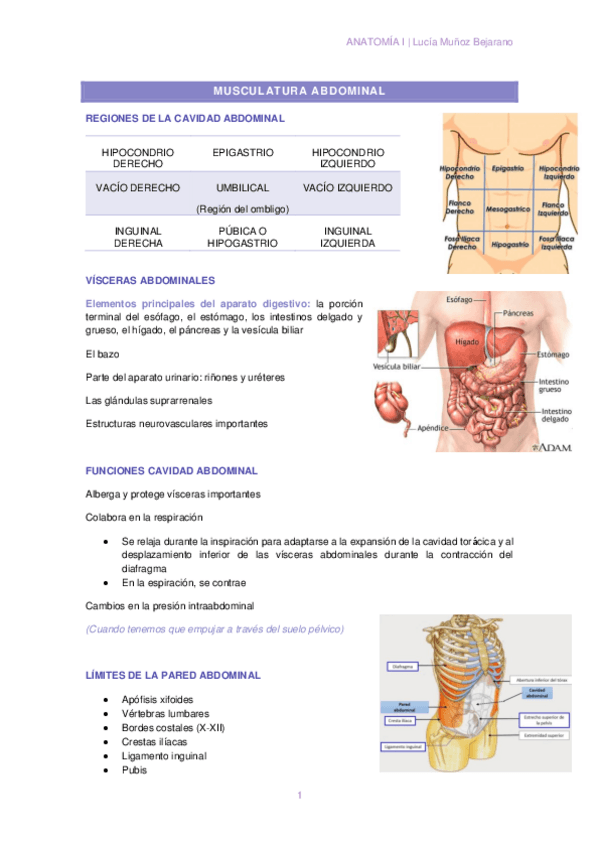 Miniatura del documento T3-4MUSCULATURA-ABDOMINAL.pdf