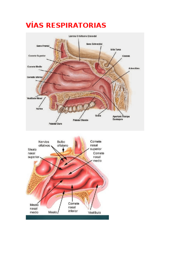 Miniatura del documento VIAS-RESPIRATORIAS-13.docx