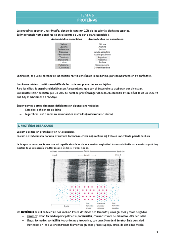 Miniatura del documento TEMA-5-Proteinas.pdf