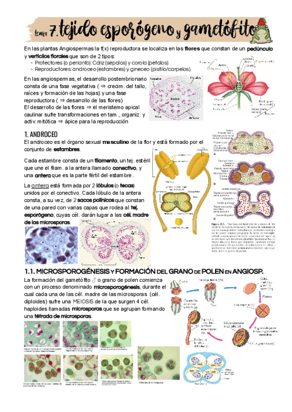 Miniatura del documento Tema-7.pdf
