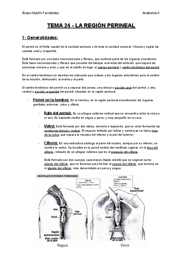 Miniatura del documento TEMA-24-LA-REGION-PERINEAL.pdf