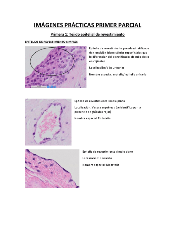 Miniatura del documento IMAGENES-CITO-PRIMER-PARCIAL.pdf