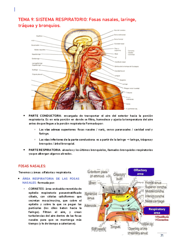 Miniatura del documento TEMA-9-HISTOLOGIA-SISTEMA-RESPIRATORIO.pdf