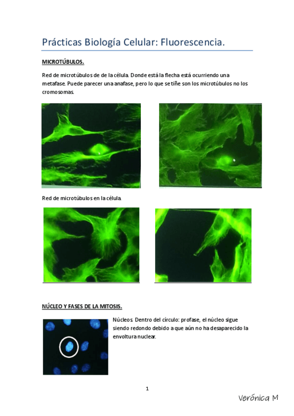 Miniatura del documento Prácticas Biologí celular Microscopio fluorescencia-signed.pdf