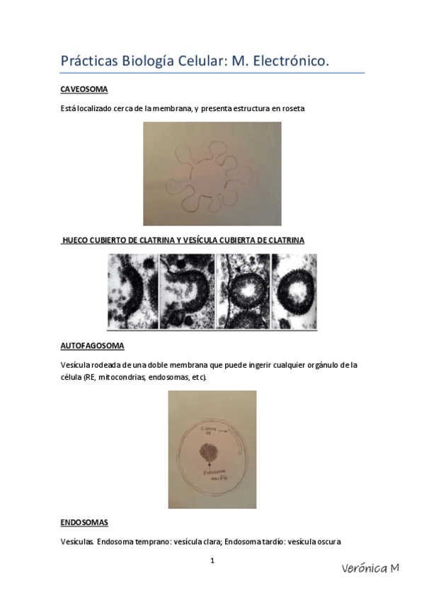 Miniatura del documento Prácticas Biología celular microscopio electrónico-signed.pdf