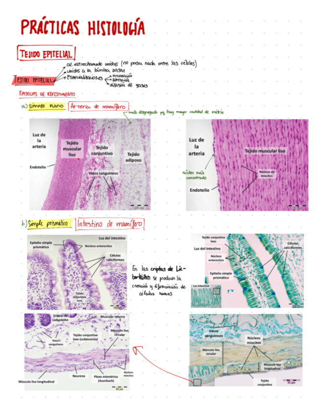 Miniatura del documento Tejido-animal.pdf