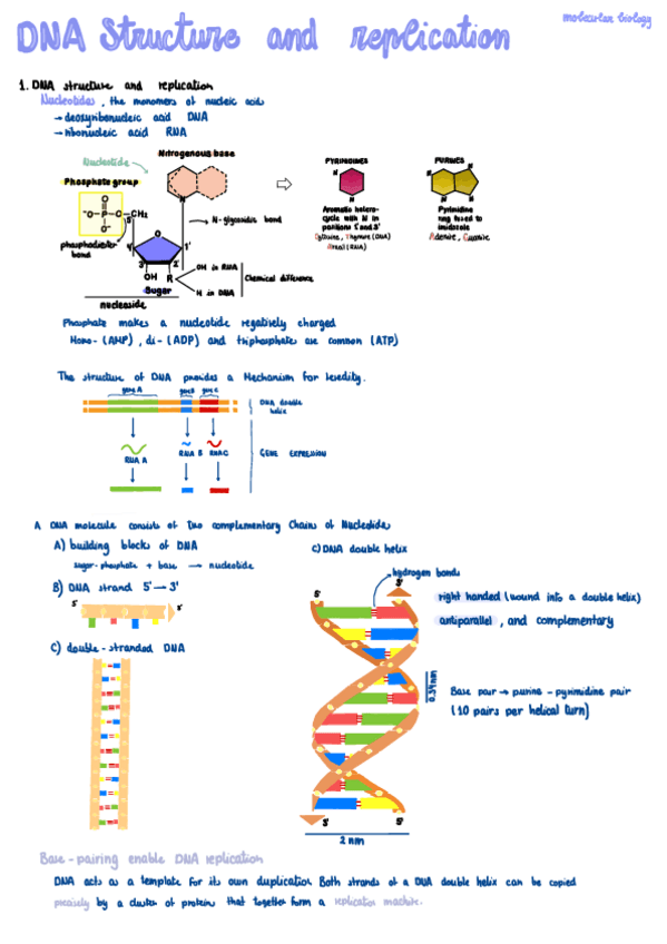 Miniatura del documento Molecular-Biology-2.pdf