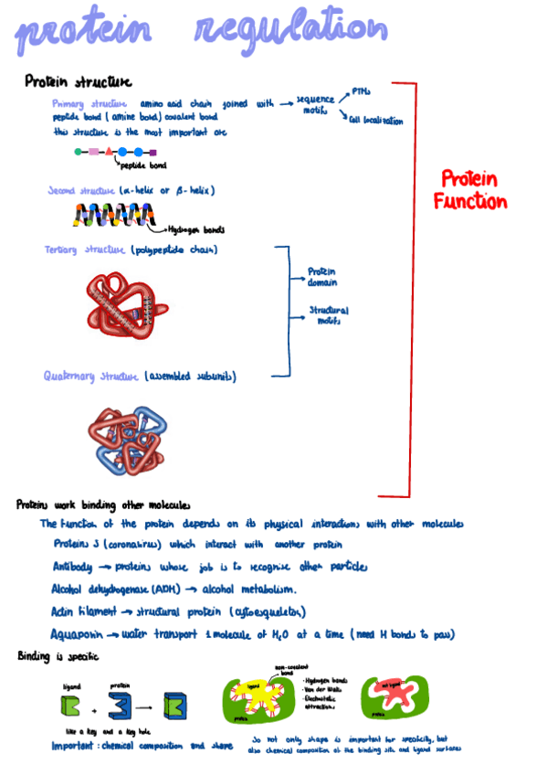 Miniatura del documento Protein-Regulation-2.pdf