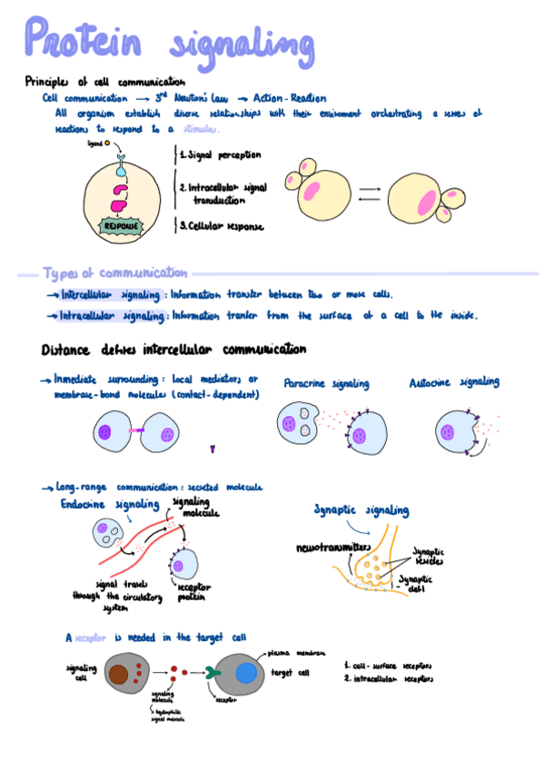 Miniatura del documento Protein-Signaling.pdf