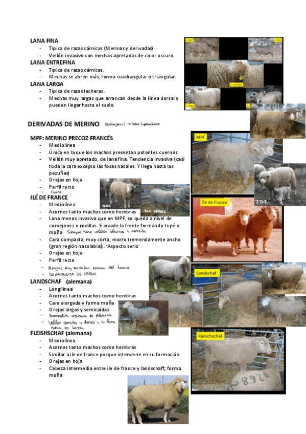 Miniatura del documento RAZAS-OVEJAS.pdf