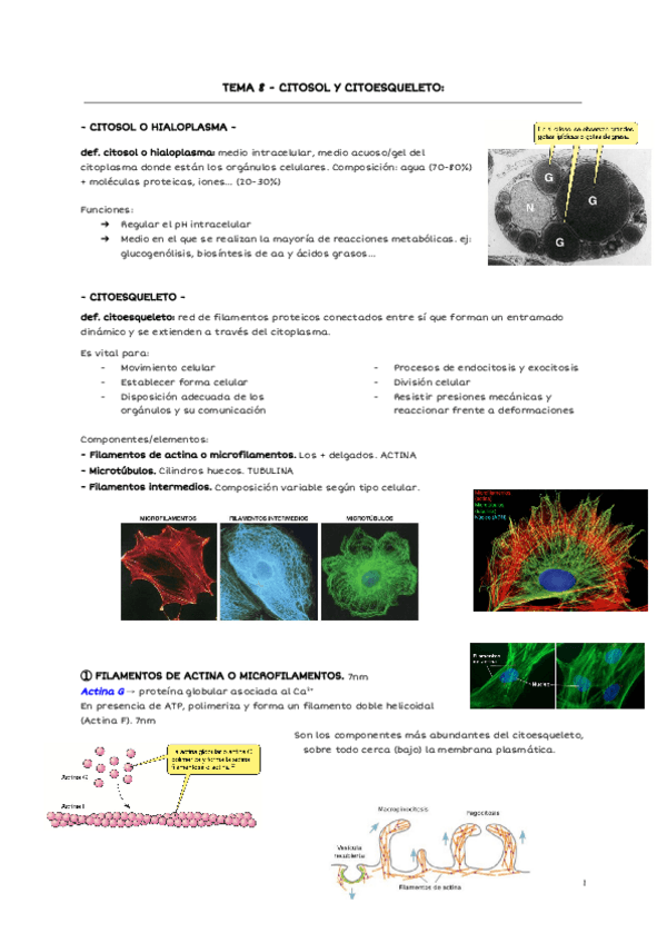 Miniatura del documento TEMA-8-CITOSOL-Y-CITOESQUELETO.pdf