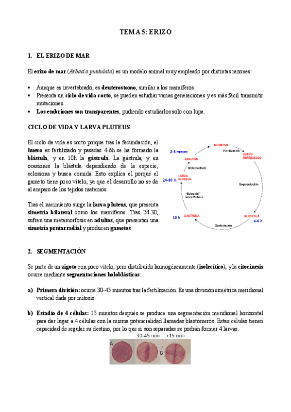 Miniatura del documento Tema-5-biologia-del-desarrollo.pdf