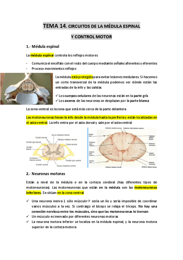 Miniatura del documento TEMA-14-Cirucitos-de-la-medula-espinal-y-control-motor.pdf