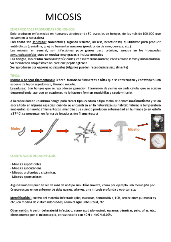 Miniatura del documento MICOSIS.pdf