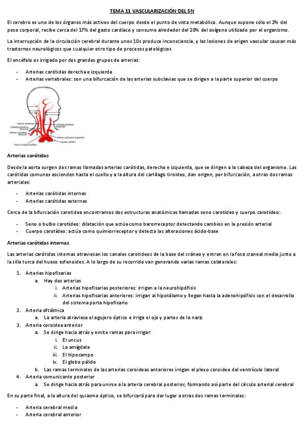 Miniatura del documento neuroanatomia-t-11.pdf