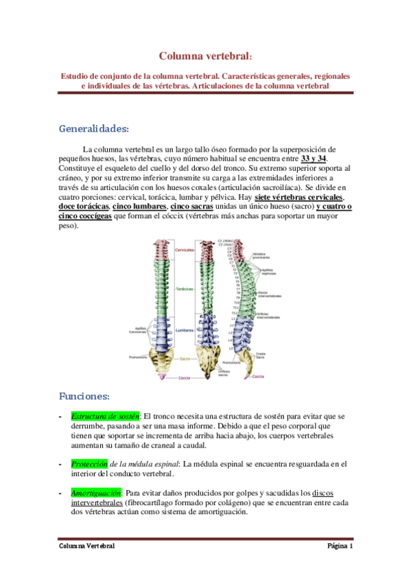 Miniatura del documento 1-Guion-Columna-Vertebral.pdf