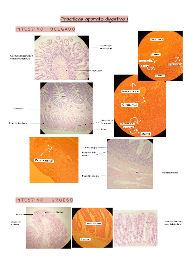 Miniatura del documento Practicas-Aparato-digestivo-II.pdf
