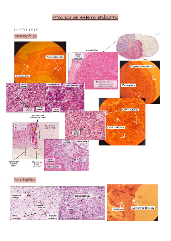 Miniatura del documento Practica-del-sistema-endocrino.pdf