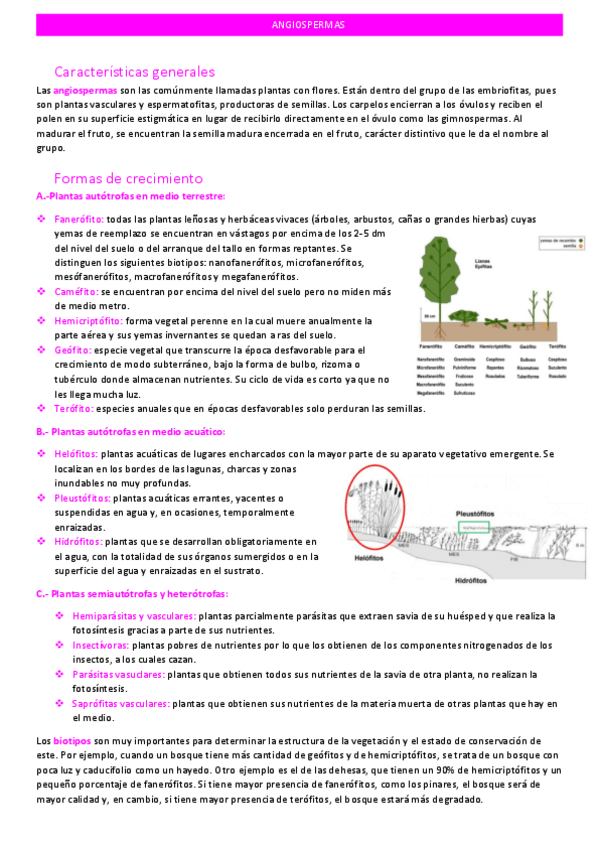 Miniatura del documento angiospermas.pdf