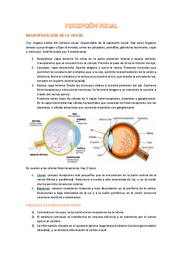 Miniatura del documento apuntes-t2-percepcion.pdf
