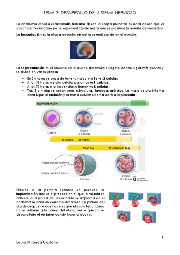 Miniatura del documento Tema 3. Desarrollo del sistema nervioso.pdf