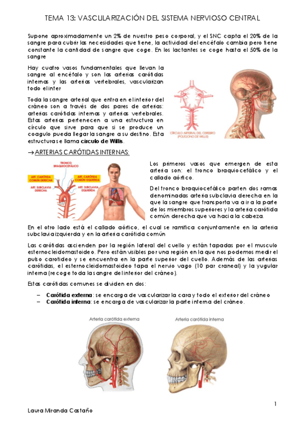 Miniatura del documento Tema 13. Vascularización del Sistema Nervioso Central.pdf