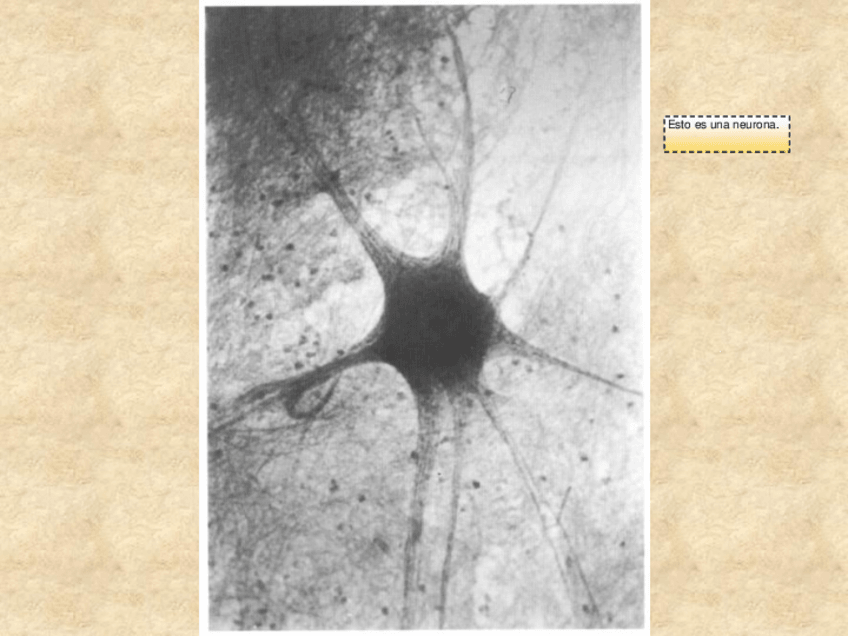 Miniatura del documento 8-Tejido-Nervioso.pdf
