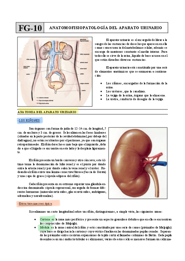 Miniatura del documento Urinario.pdf