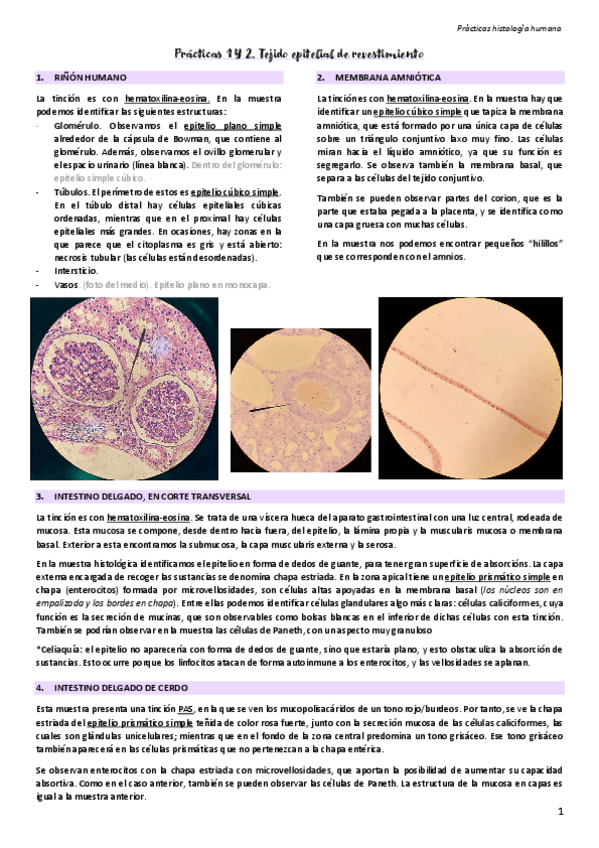 Miniatura del documento Practicas-microscopio.pdf