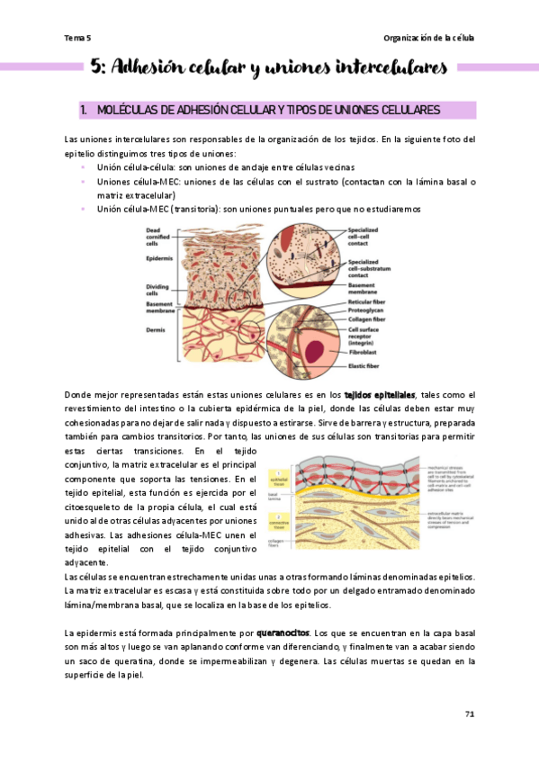 Miniatura del documento Tema-5-Organizacion-de-la-celula.pdf