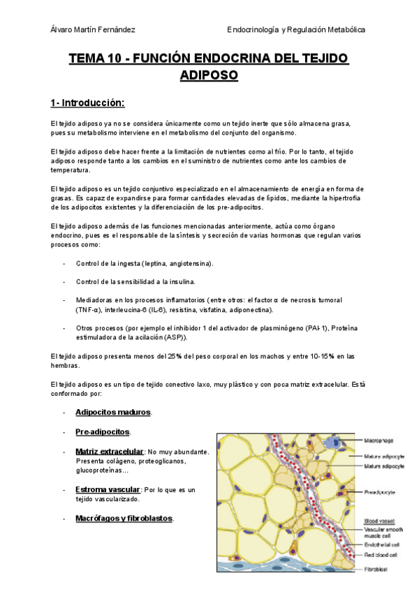 Miniatura del documento TEMA-10-FUNCION-ENDOCRINA-DEL-TEJIDO-ADIPOSO.pdf