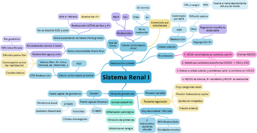 Miniatura del documento Sistema-Renal.pdf