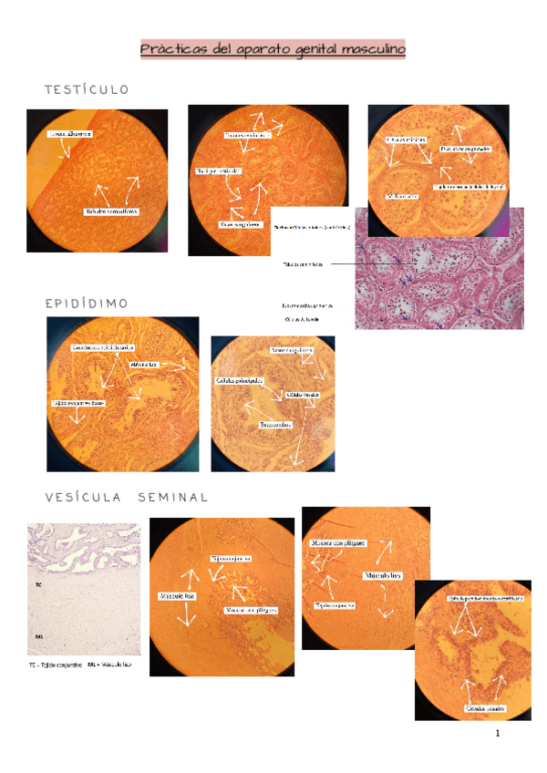 Miniatura del documento Practicas-del-aparato-genital-masculino.pdf