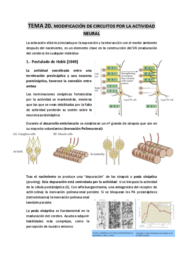 Miniatura del documento TEMA-20-Modificacion-de-circuitos-por-la-actividad-neural.pdf