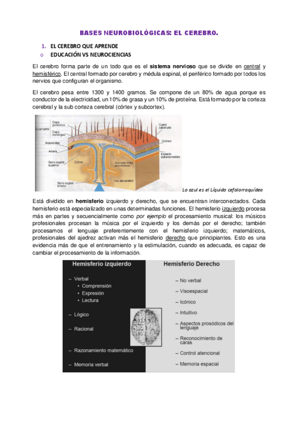 Miniatura del documento Bases-neurobiologicas.pdf