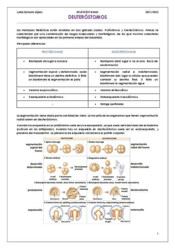 Miniatura del documento Bloque-Deuterostomos-completo.pdf