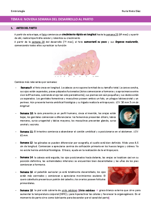 Miniatura del documento TEMA-6-Novena-semana-de-desarrollo-al-parto.pdf