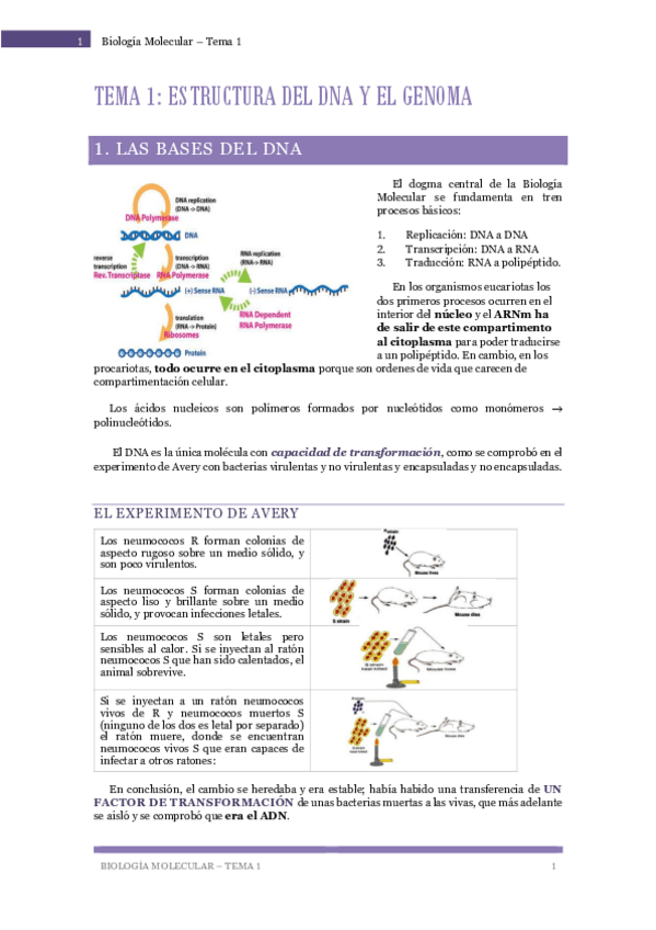 Miniatura del documento Biologia-Molecular-Tema-1-Estructura-del-DNA-y-el-genoma.pdf