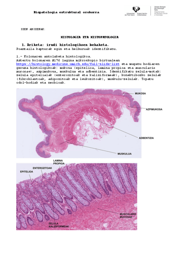 Miniatura del documento 1-fitxa-sarrera-eta-nekrosis-vs-HZP-2021-22.pdf