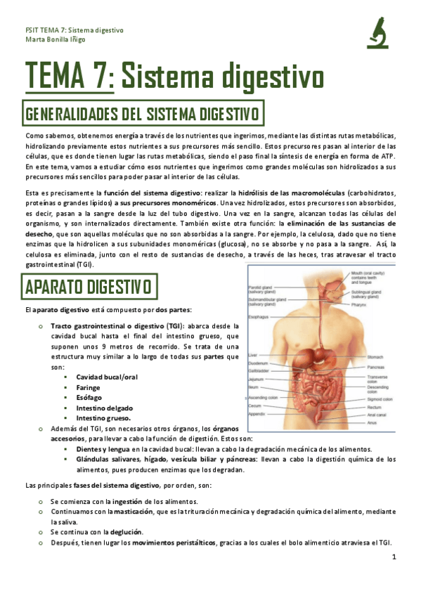 Miniatura del documento FSIT-TEMA-7-SISTEMA-DIGESTIVO.pdf