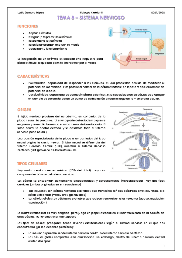 Miniatura del documento Tema-8-Tejido-nervioso.pdf