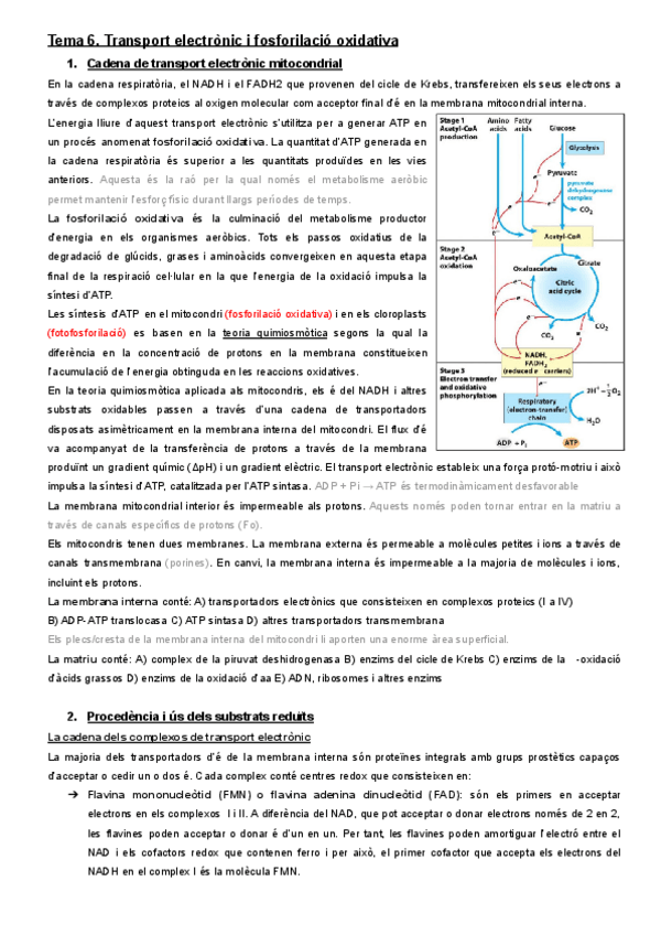 Miniatura del documento BIO. Tema 6 Apunts.pdf