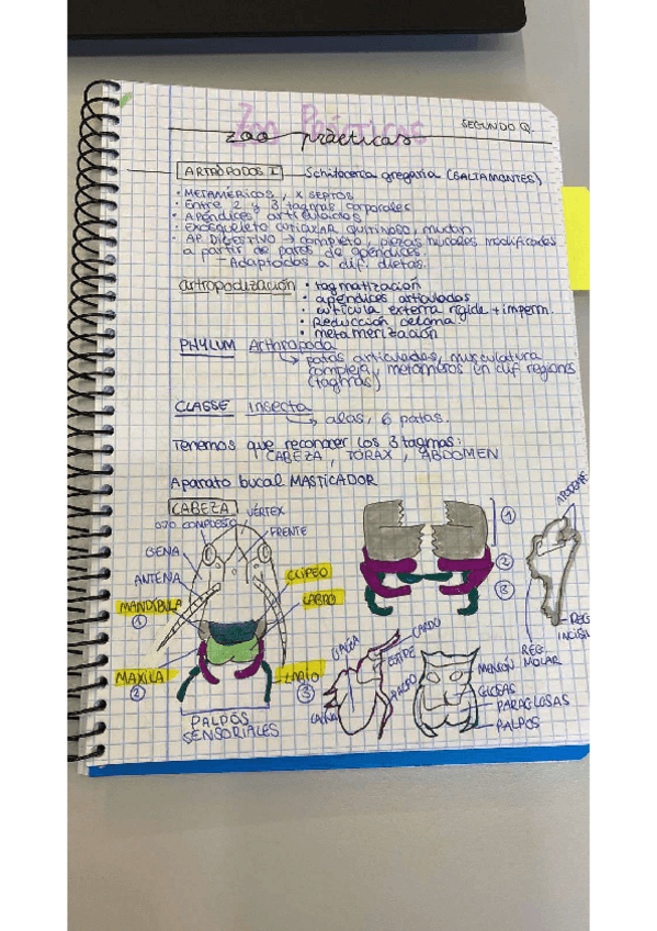 Miniatura del documento Resumen-practicas-zoo.pdf