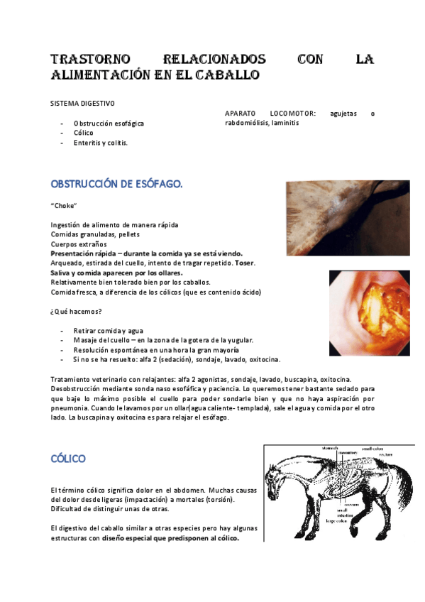 Miniatura del documento TRASTORNO-RELACIONADOS-CON-LA-ALIMENTACION-EN-EL-CABALLO.pdf
