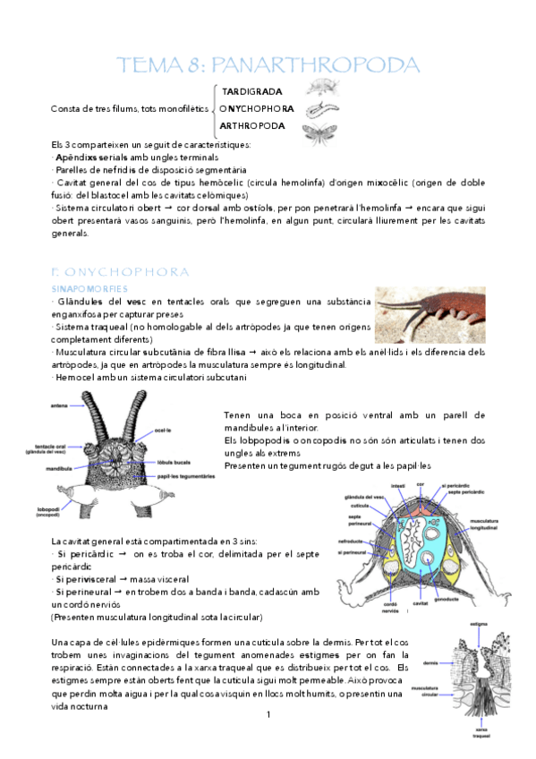 Miniatura del documento APUNTS-T8-12.pdf