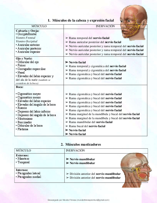 Miniatura del documento Inervacion-Cabeza-y-cuello.pdf