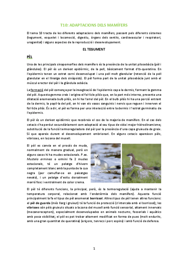 Miniatura del documento T10-Adaptacions-dels-mamifers.pdf
