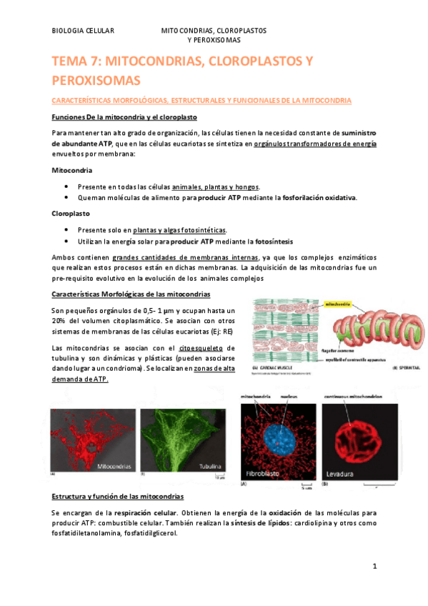 Miniatura del documento TEMA-7.pdf