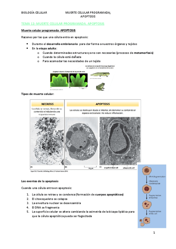 Miniatura del documento TEMA-12.pdf